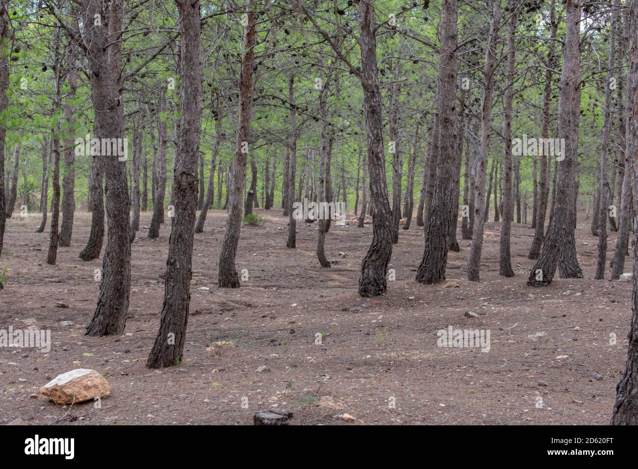 Vue panoramique sur la forêt de pins à Batna, en Algérie Banque D'Images