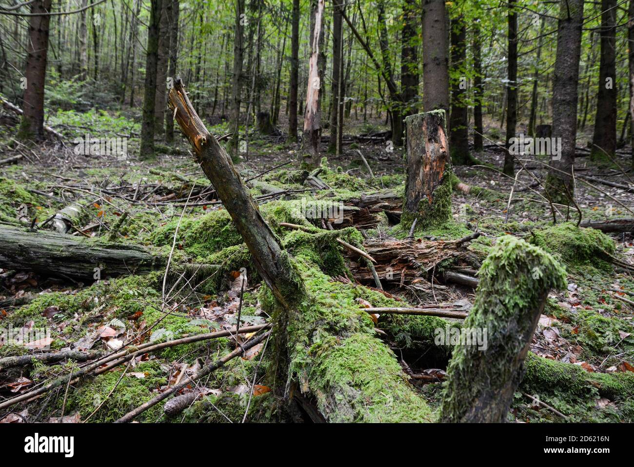 Seelbach, Tretenbach, contreforts de la Forêt Noire: Forêt avec régénération naturelle. Banque D'Images