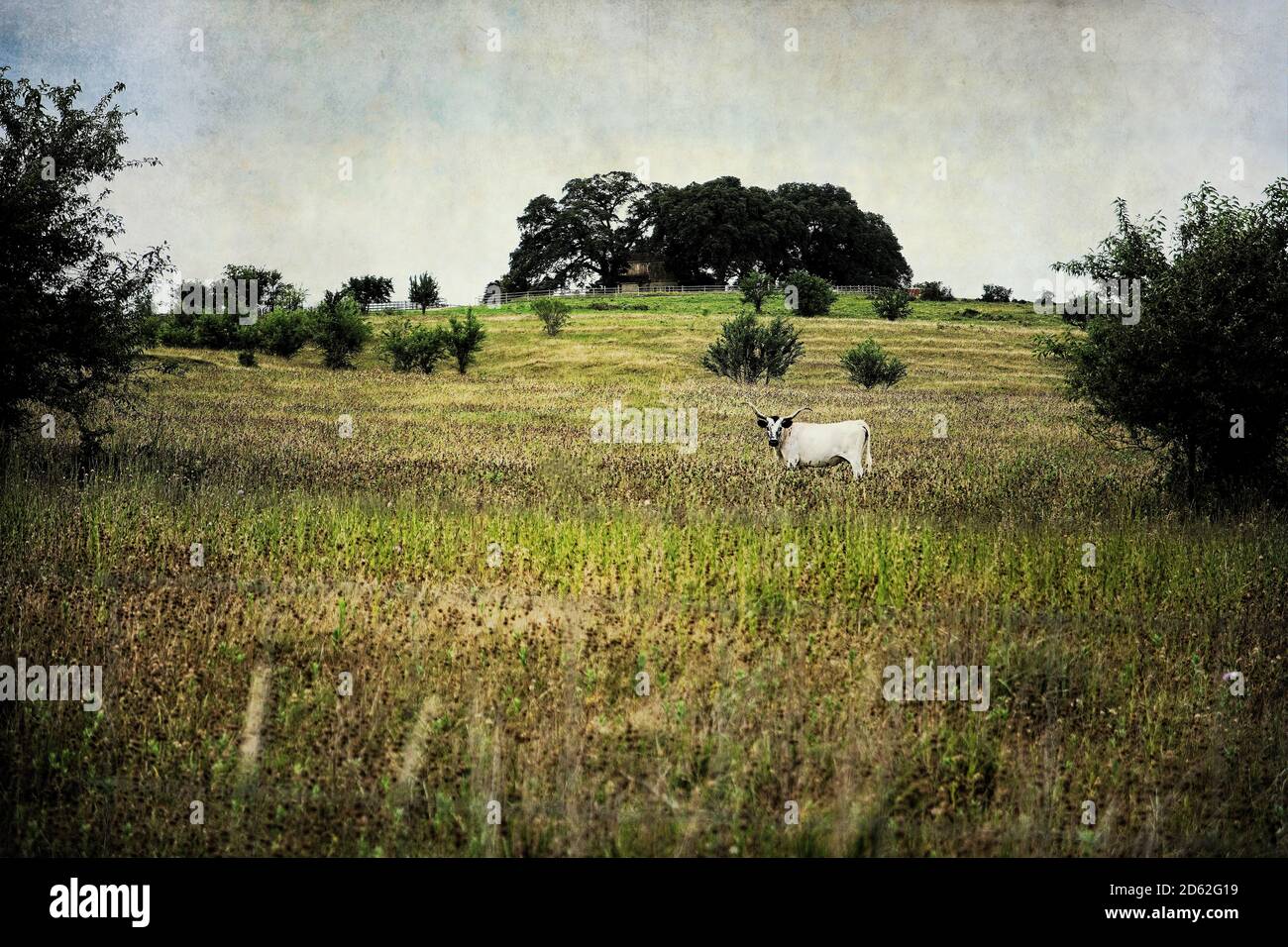 Dirigez-vous seul sur le terrain de ranch Texas Hill Country avec maison de ranch dans le fond lointain. Banque D'Images