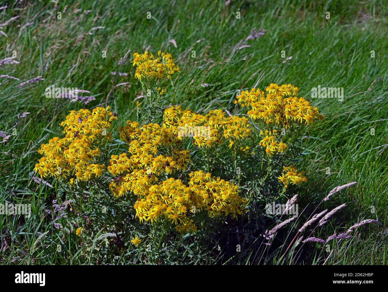 Jacobaea vulgaris. Roan Edge, New Hutton, Kendal, Cumbria, Angleterre, Royaume-Uni, Europe. Banque D'Images