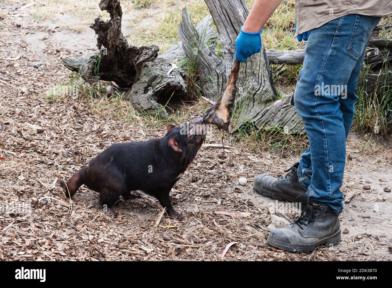 Un gardien d'animaux nourrit le diable de Tasmanie au sanctuaire Banque D'Images