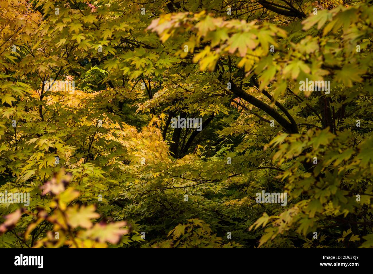 Érable japonais aux couleurs allant du vert luxuriant au jaune. Banque D'Images