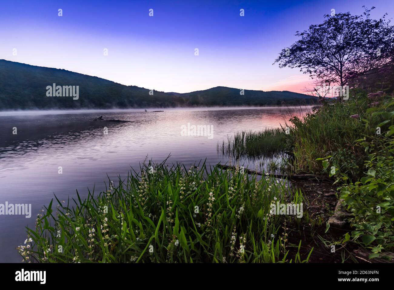 Fleurs sauvages et aube sur le lac Quaker, parc national d'Allegany, comté de Cattaraugus, New York Banque D'Images