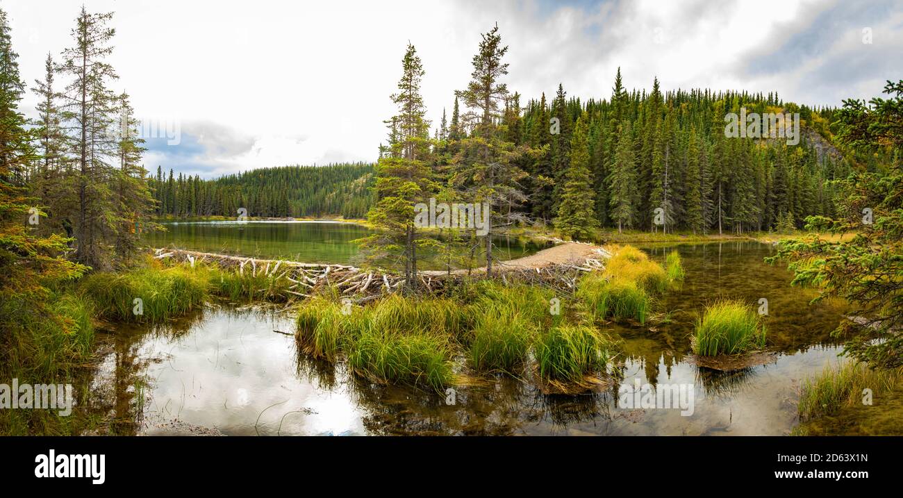 Barrage Beaver qui retient l'eau sur le lac Horseshoe, parc national Denali à l'automne Banque D'Images