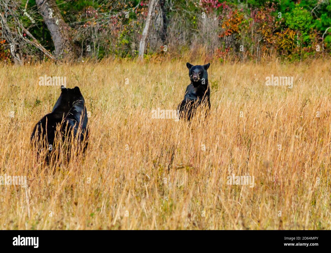Une femelle d'ours noir retourne à son cub en attente à Cades Cove, dans le parc national des Great Smoky Mountains, dans le Tennessee. Banque D'Images