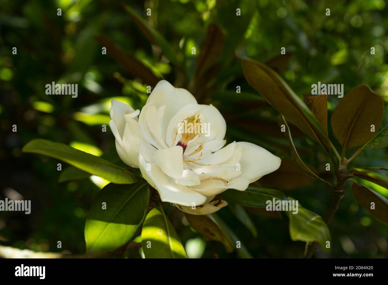 Magnolia Grandiflora – 3 Plants Persistants à Fleurs Blanches Parfumées | Arbuste D'ornement Pour Jardin, Balcon Ou Terrasse – Facile D'entretien - 4