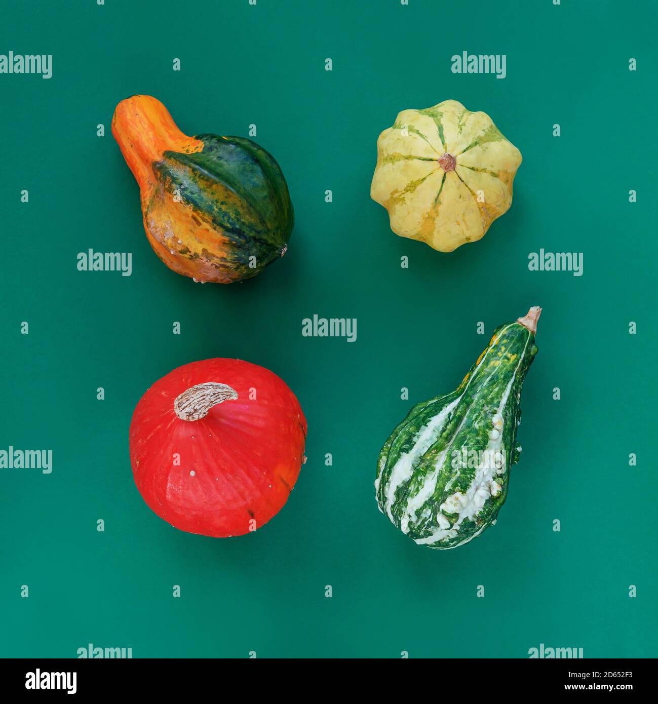 Citrouilles et squashes de différentes formes sur fond vert. Vue de dessus, plan d'appartement. Concept de Thanksgiving Banque D'Images
