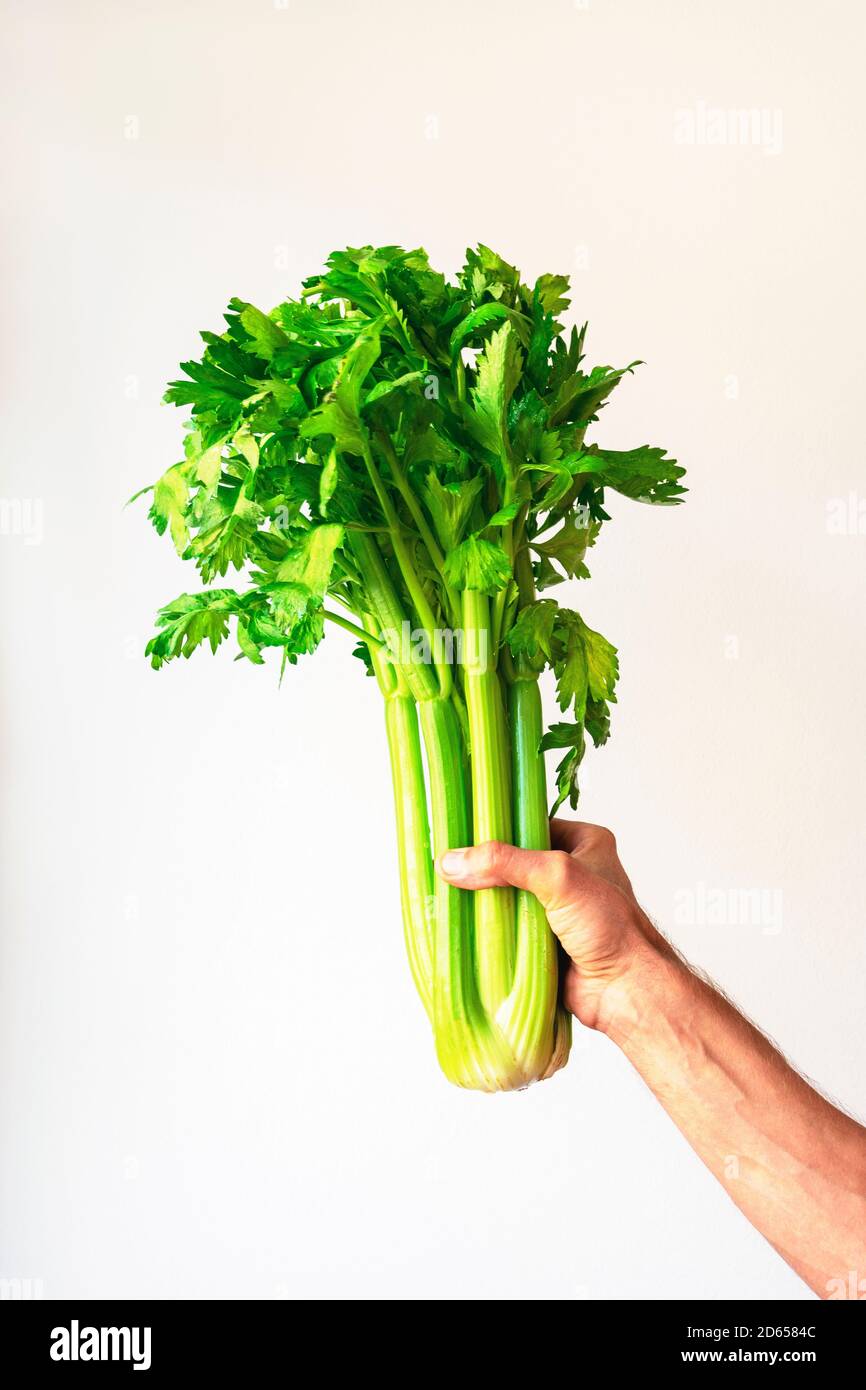 Céleri vert frais dans la main de l'homme sur le fond du mur blanc. Concept d'alimentation saine. Végétalien brut Banque D'Images