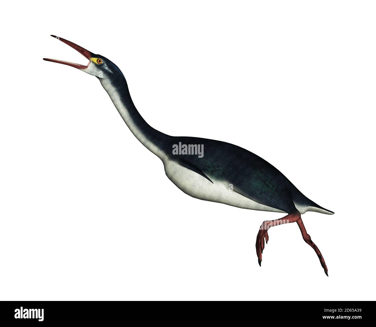 Hesperornis oiseau préhistorique - rendu 3D Banque D'Images