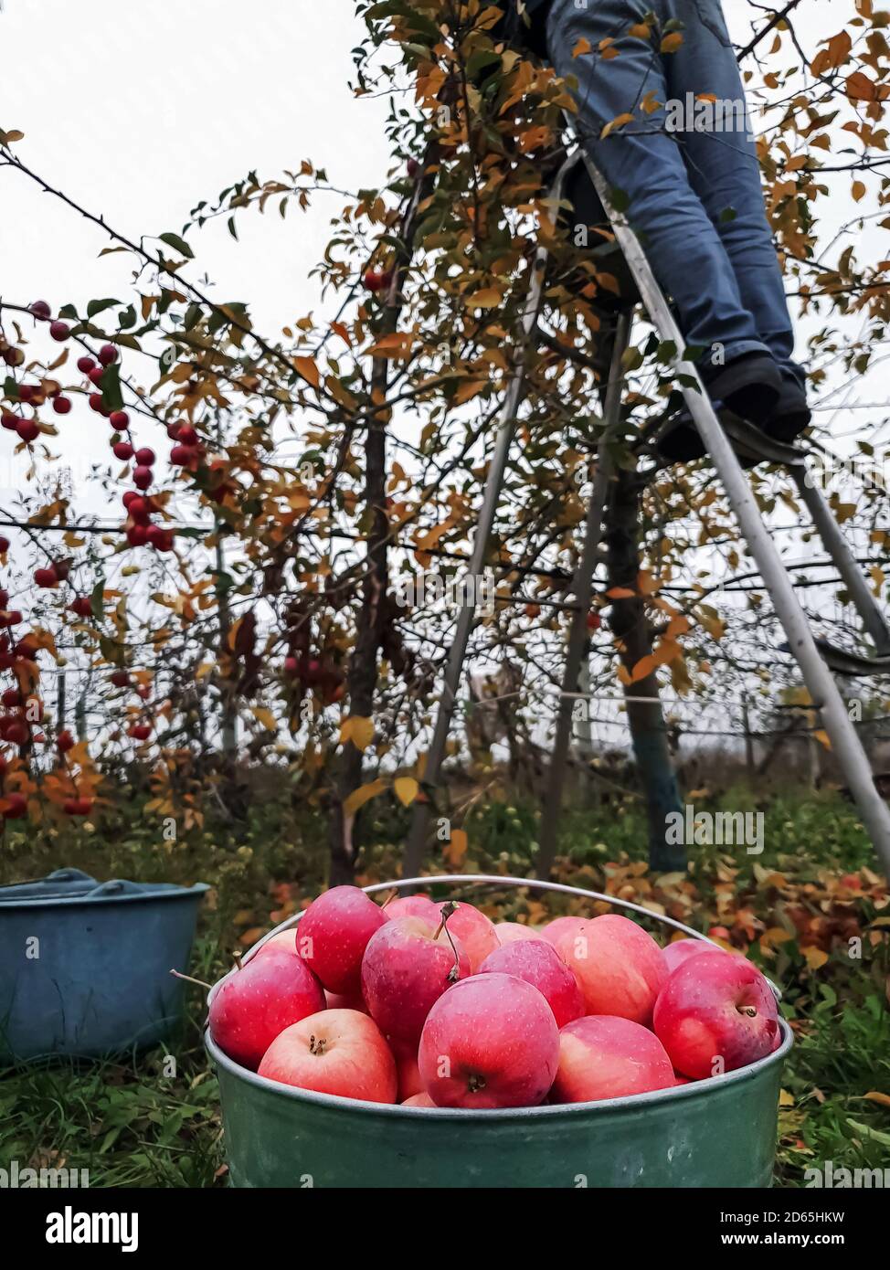 Vue de dessous d'un homme cueillant des pommes tout en se tenant sur un escabeau, un seau de pommes au premier plan Banque D'Images Vue de dessous d'un homme cueillant des pommes tout en se tenant sur un escabeau, un seau de pommes au premier plan Banque D'Images