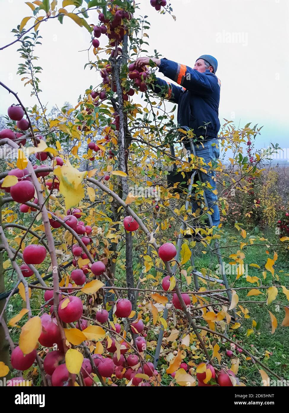 Récolte. Un homme senior descend des pommes debout sur un escalier dans le jardin à la fin de l'automne Banque D'Images