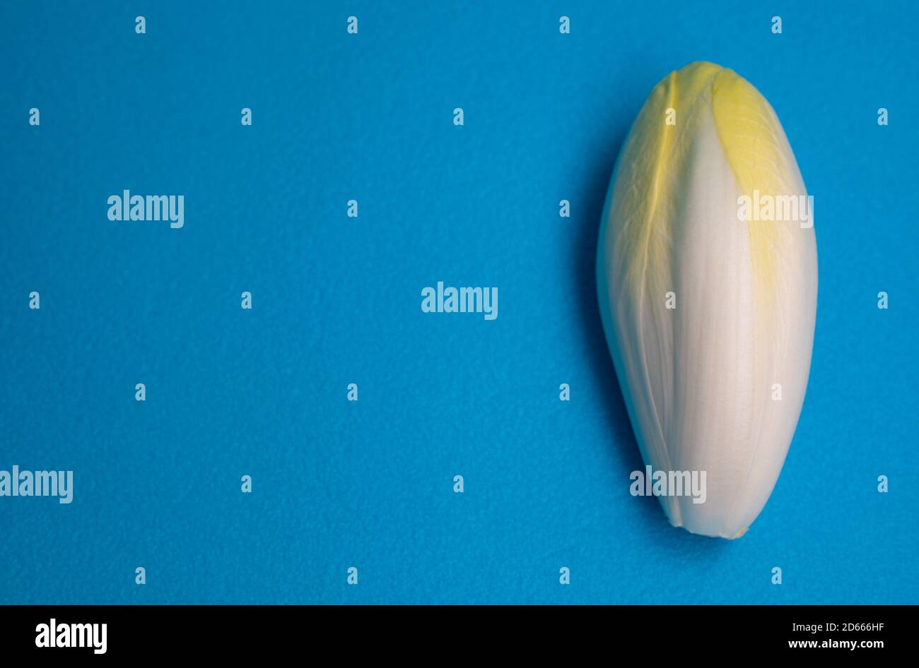 Chicorée, endive, succession. Légume Witlof. Chicorée fraîche sur fond bleu. Banque D'Images