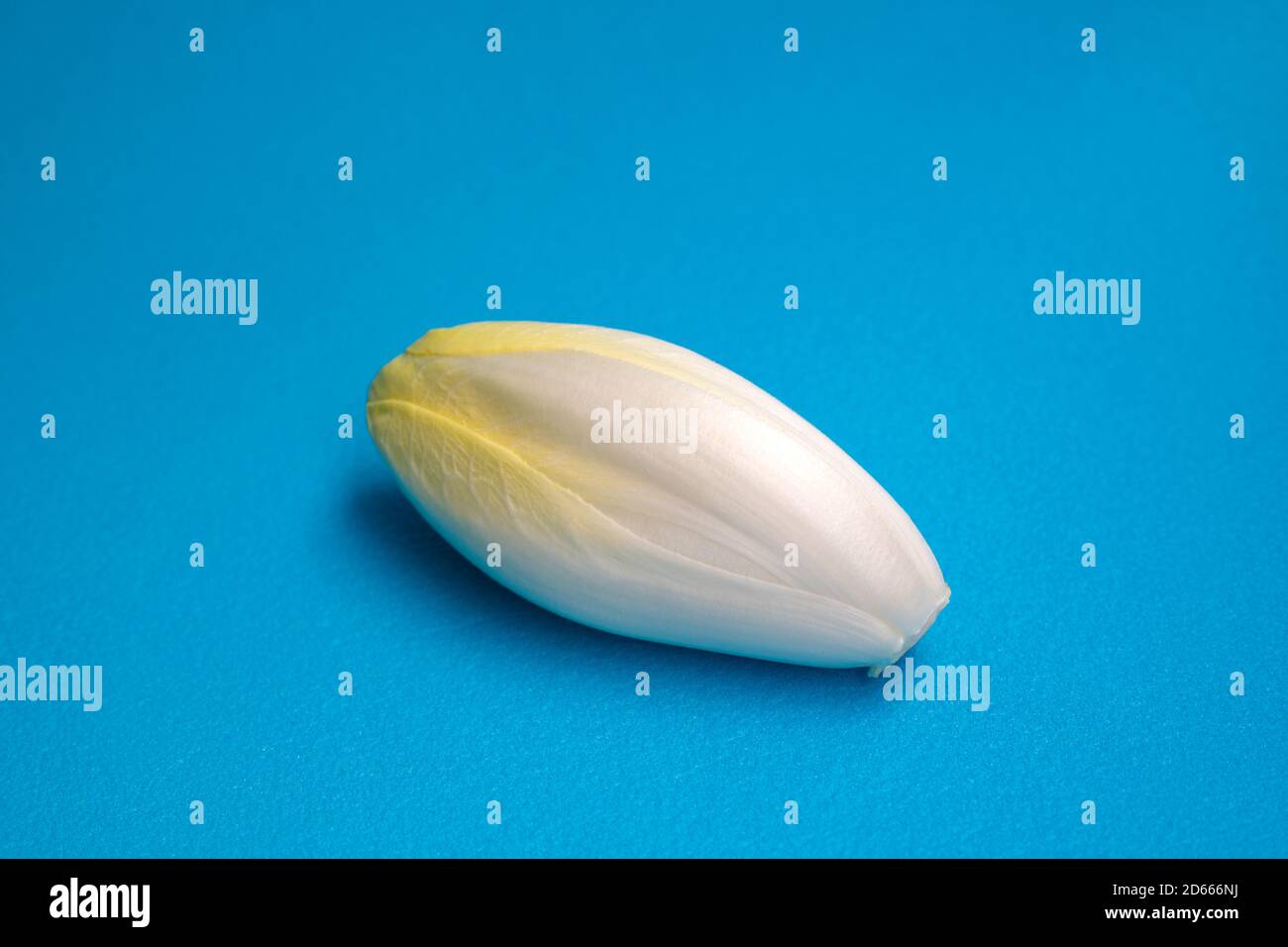 Chicorée, endive, succession. Légume Witlof. Chicorée fraîche sur fond bleu. Banque D'Images