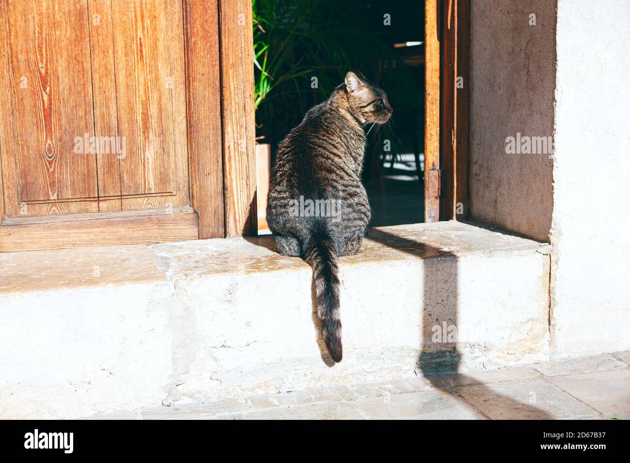 Chat domestique debout dans la porte Banque D'Images