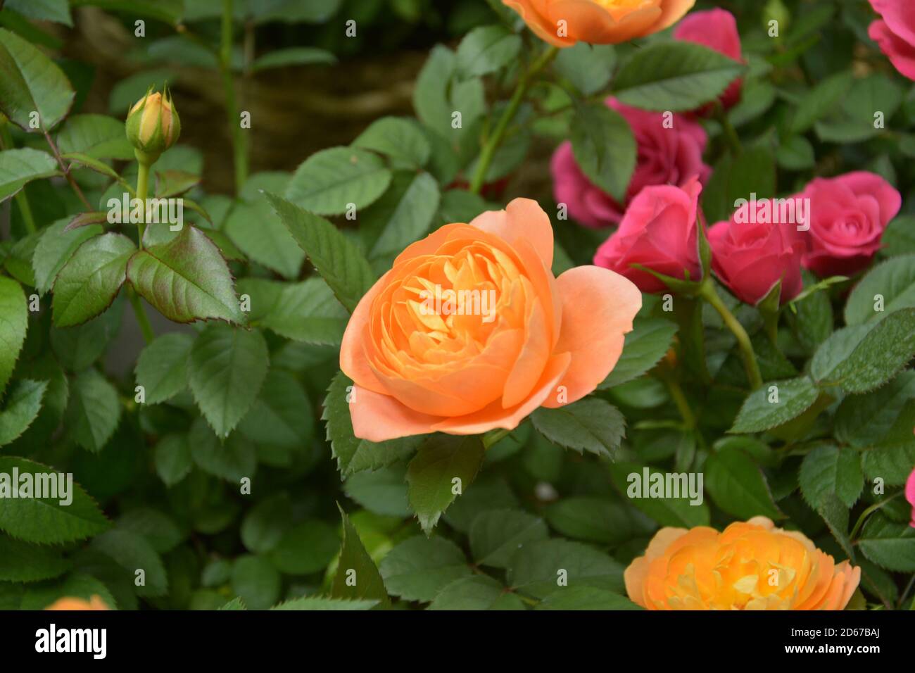 rose avec pétales de couleur orange fleurit dans les feuilles vertes Banque D'Images