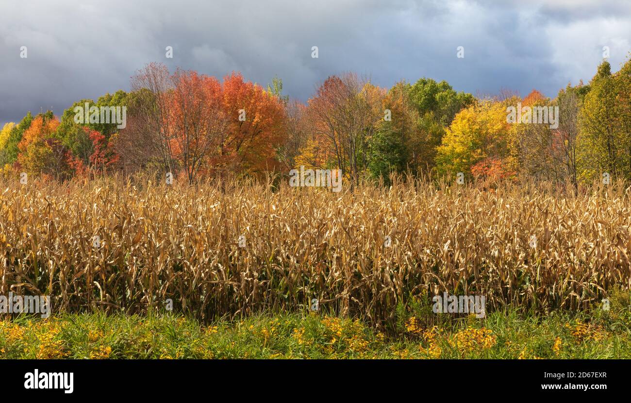 Climat orageux, couleurs d'automne et champ de maïs debout dans le nord du Wisconsin. Banque D'Images