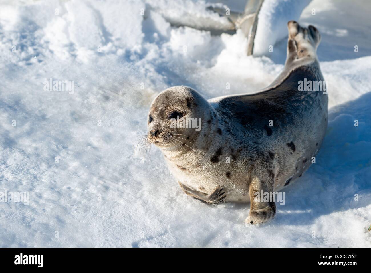 Un jeune phoque du Groenland ou un joint de selle se pose sur la glace avec ses palmes avant qui la battent. Banque D'Images
