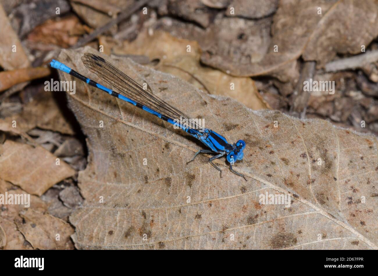 Danseuse de Springwater, Argia plana, homme Banque D'Images