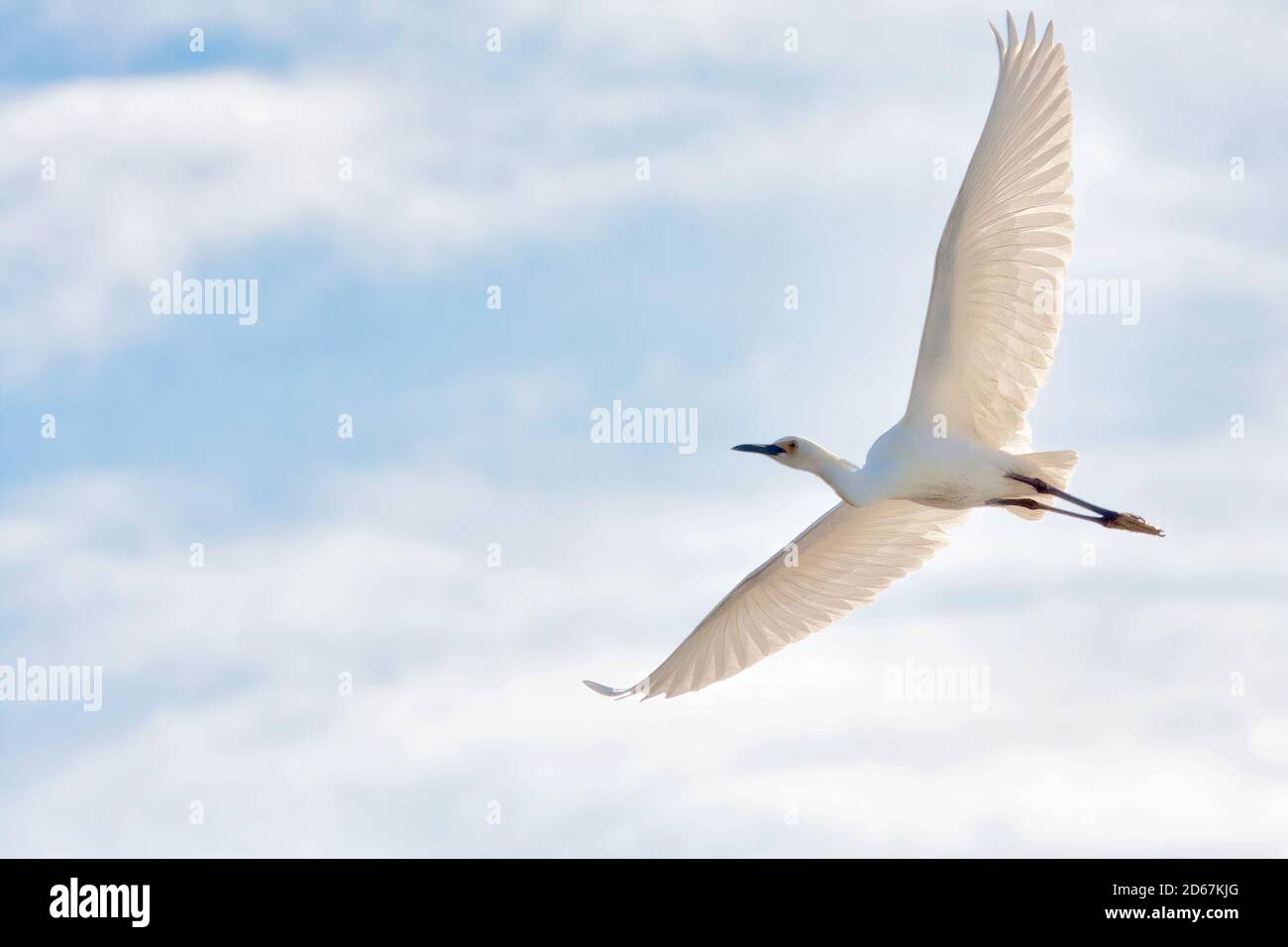 Vue rapprochée d'un égret blanc vu d'en dessous avec des ailes étirées. Banque D'Images