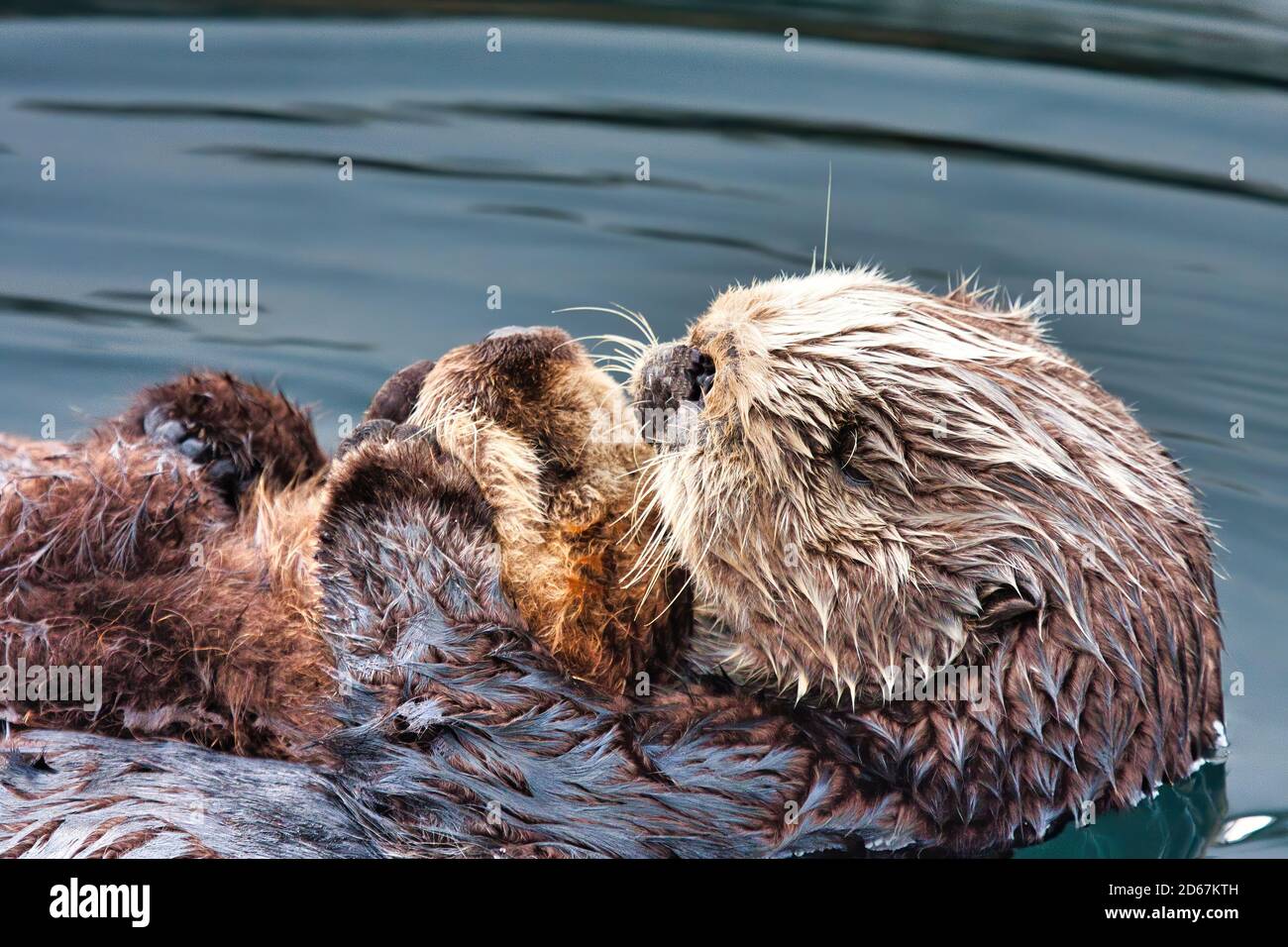 Mere Loutre De Mer Embrassant Son Bebe Sur Sa Poitrine Photo Stock Alamy