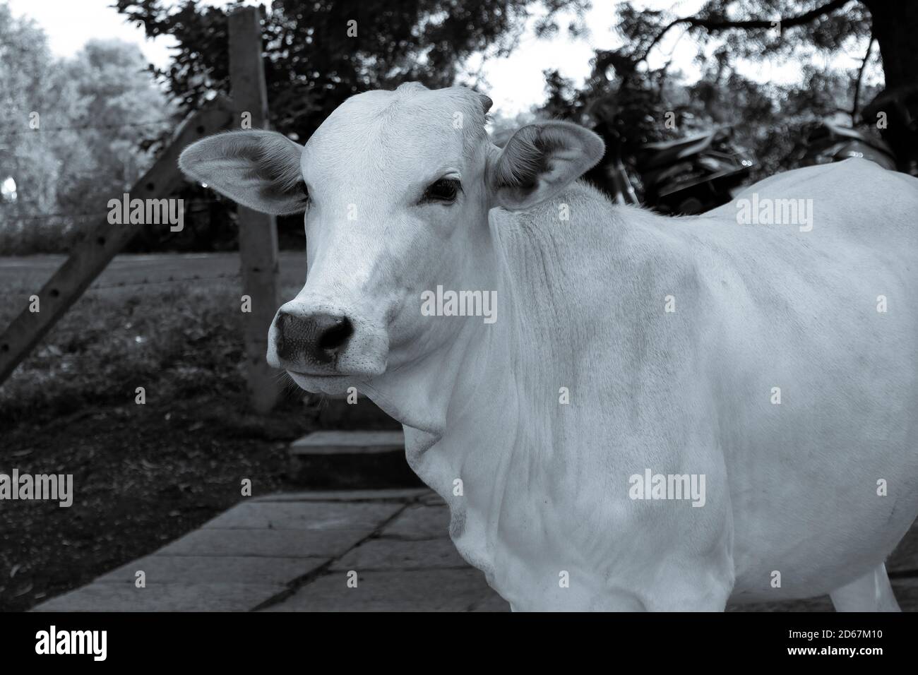 Un gros plan de jeune veau blanc indien regardant dans park photo monochrome Banque D'Images
