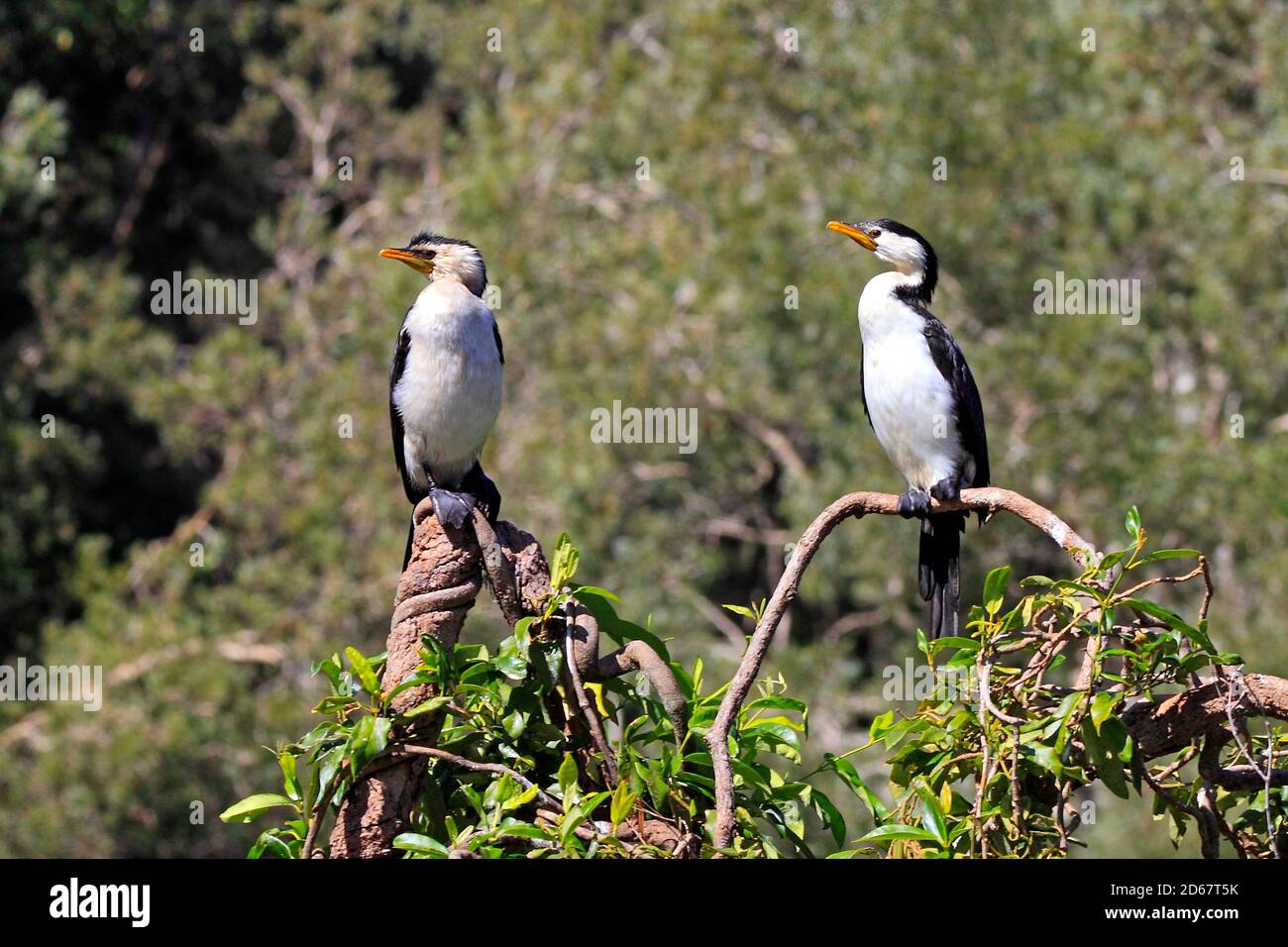 Cormorants Little Pied, Microcarbo melanoleucos. Également connu sous le nom de Little Shag et Kawaupaka. Coffs Harbour, Australie Banque D'Images