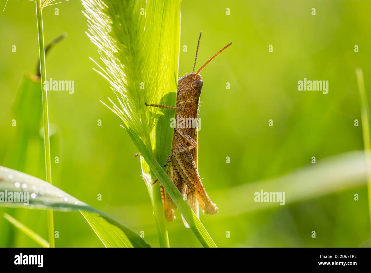 Le criquet italien (Callipamus italicus) le matin dans l'herbe Banque D'Images