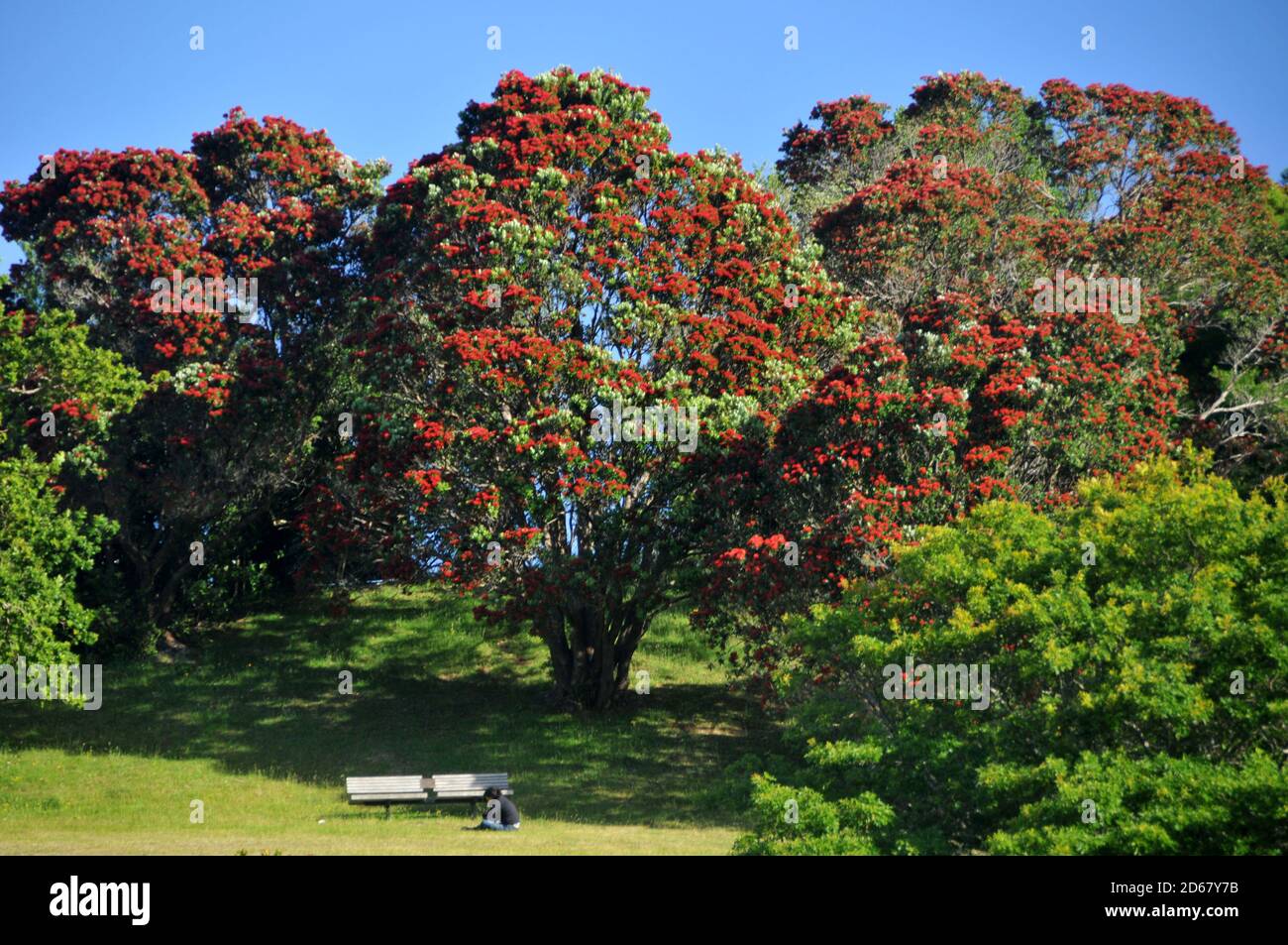 Arbre de Pohutukawa ou arbre de Noël néo-zélandais, Metrosideros excelsa, floraison, endémique à la Nouvelle-Zélande, Wellington Botanic Garden, Île du Nord, Nouvelle-Zélande Banque D'Images