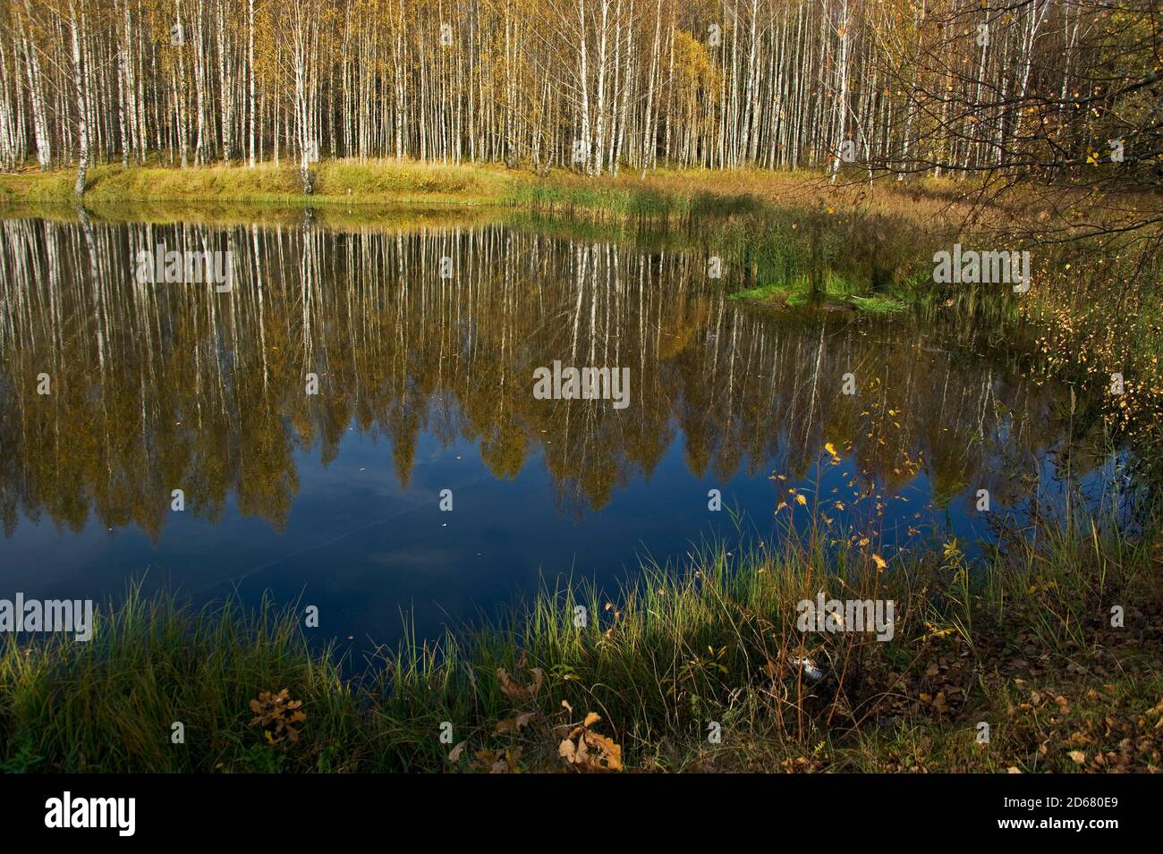 La forêt d'automne entoure fortement le lac forestier. Banque D'Images