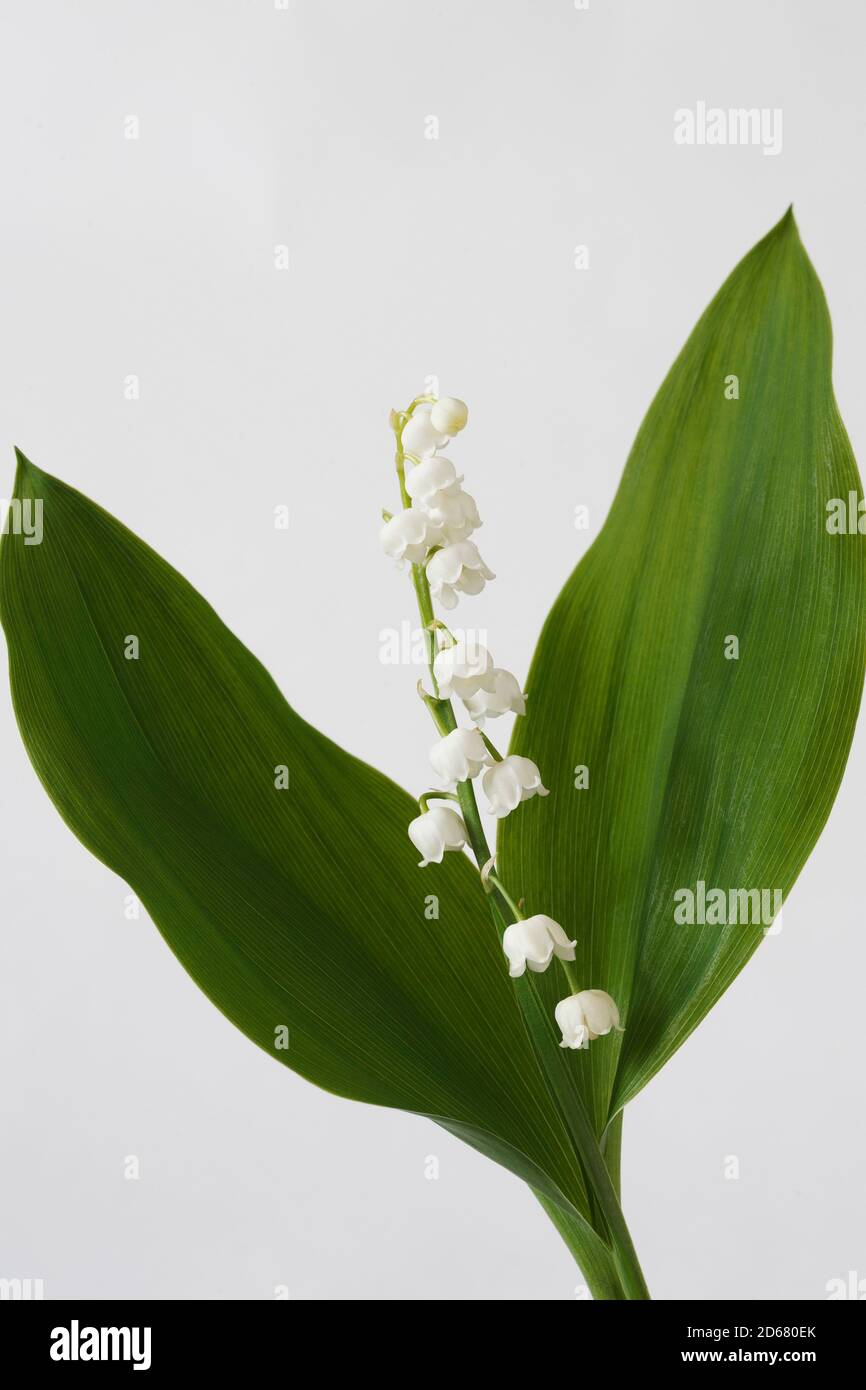 Convallaria majalis. Fleurs en forme de cloche du lis de la vallée. Banque D'Images