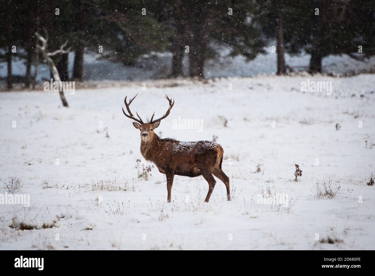 Cerf rouge dans la neige Banque D'Images