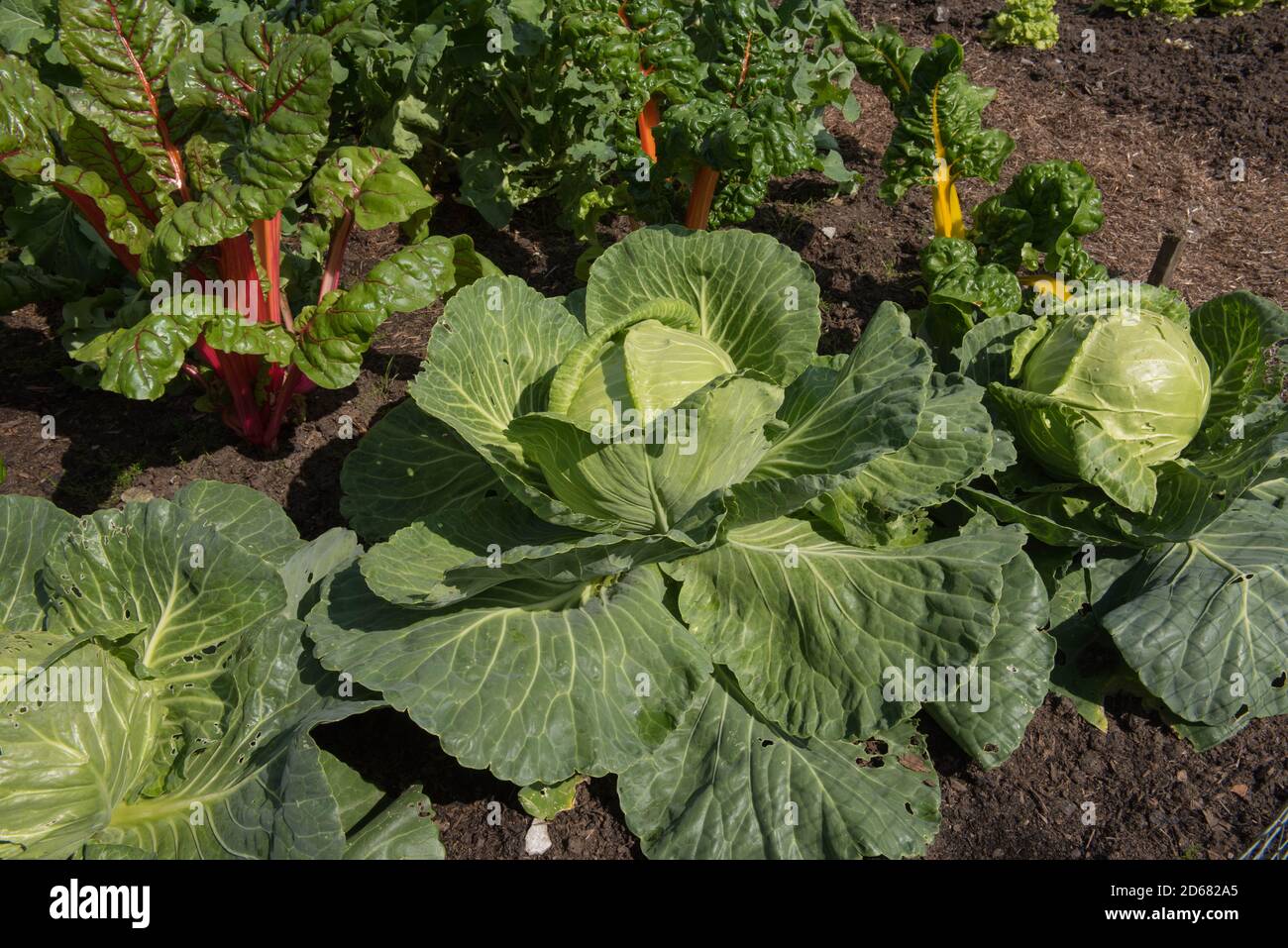 Home Grown Organic Cabbage (Brassica oleracea) croissant sur un allotement dans un jardin de légumes dans le village de Dunham Massey à Cheshire, Angleterre, Royaume-Uni Banque D'Images