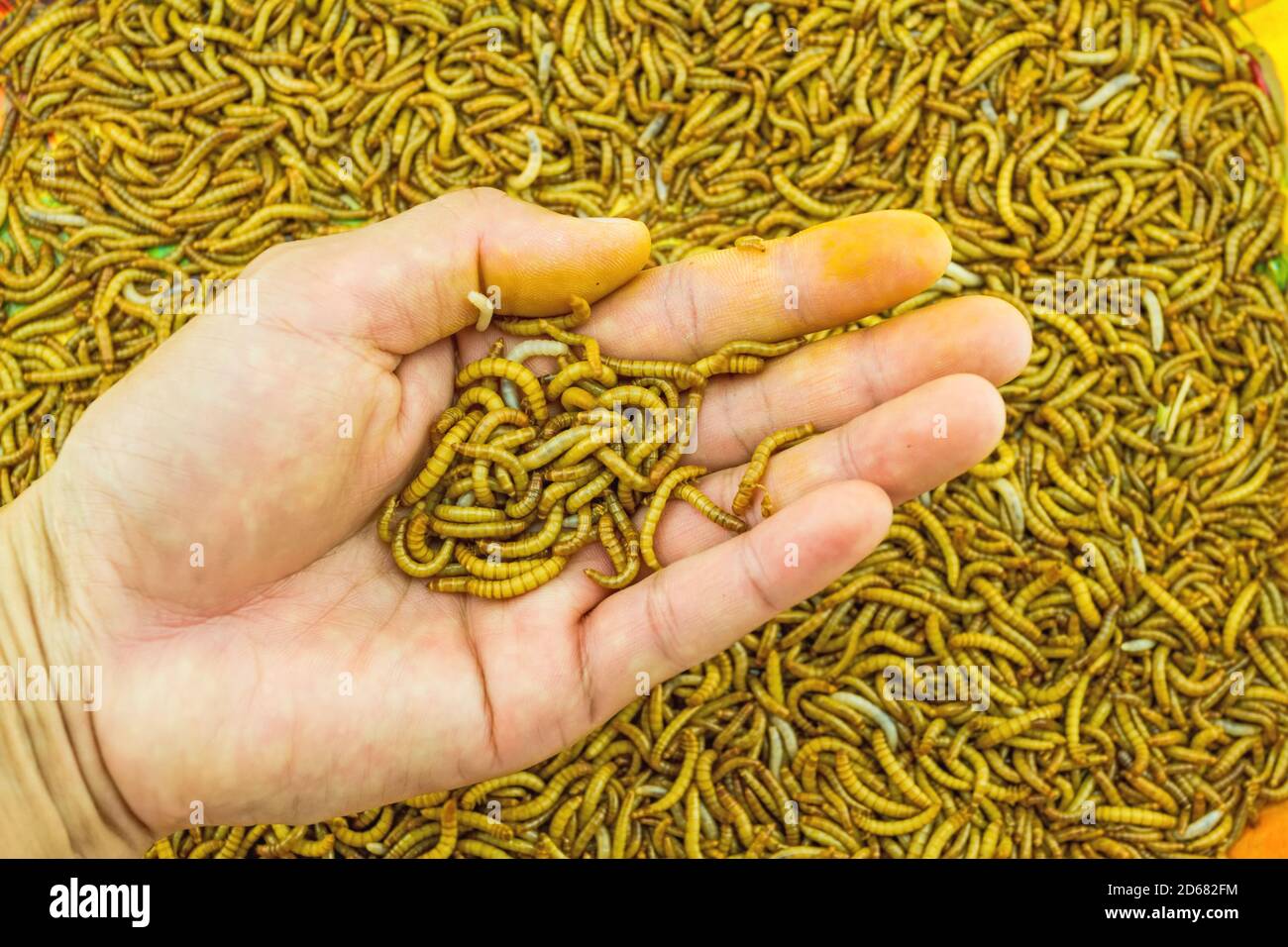 Main de l'homme montre la nourriture de ver de viande pour les animaux sur l'orange plateau sur le marché Banque D'Images