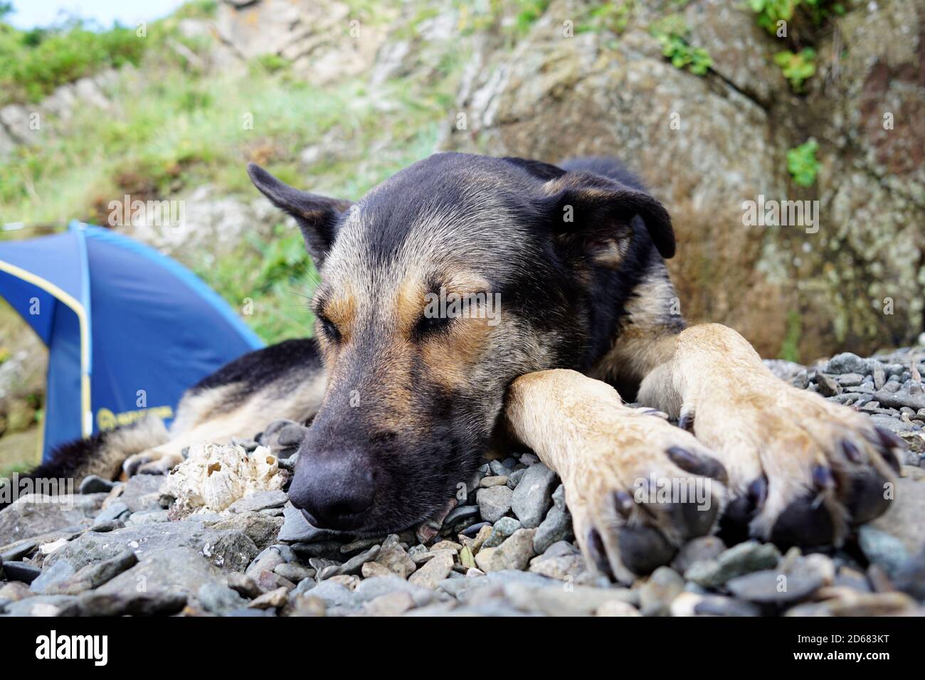 Magnifique jeune berger dormant sur une plage de galets un camping près d'une falaise Banque D'Images