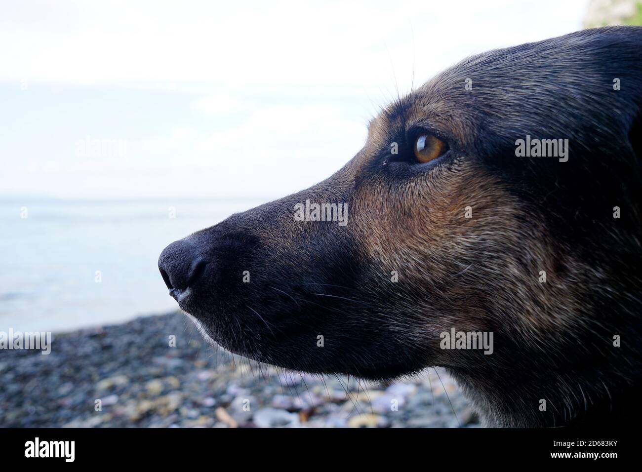 Un beau chien, un jeune chien berger se trouve soigneusement sur la mer et regarde attentivement vers l'eau Banque D'Images
