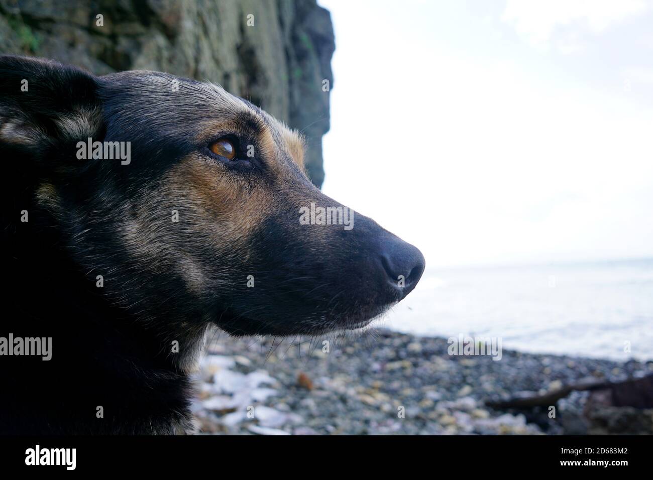 Beau chien, un jeune chien berger se trouve soigneusement sur une plage de galets Banque D'Images