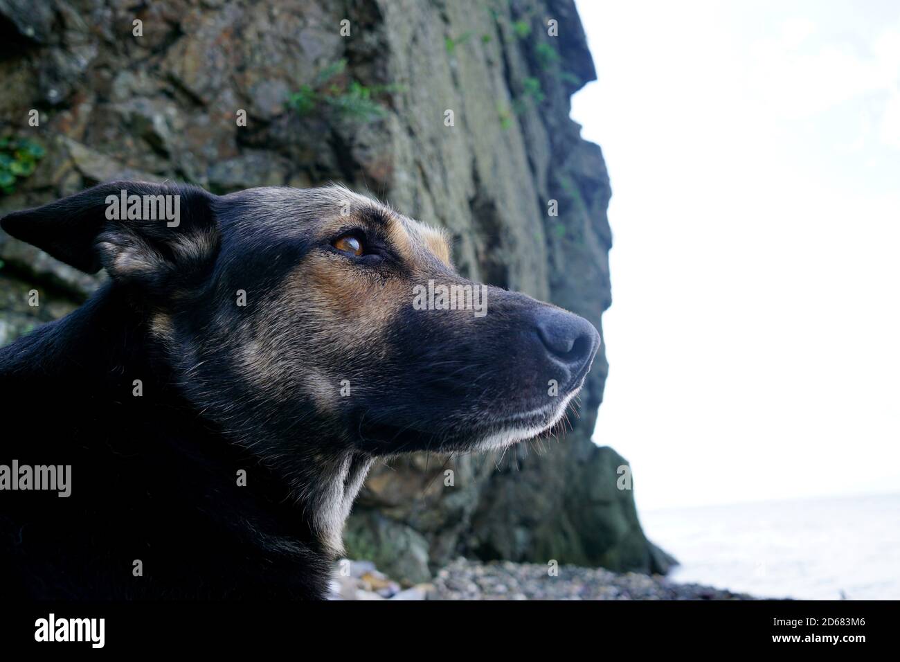Beau chien, un jeune chien berger se trouve soigneusement sur une plage de galets Banque D'Images