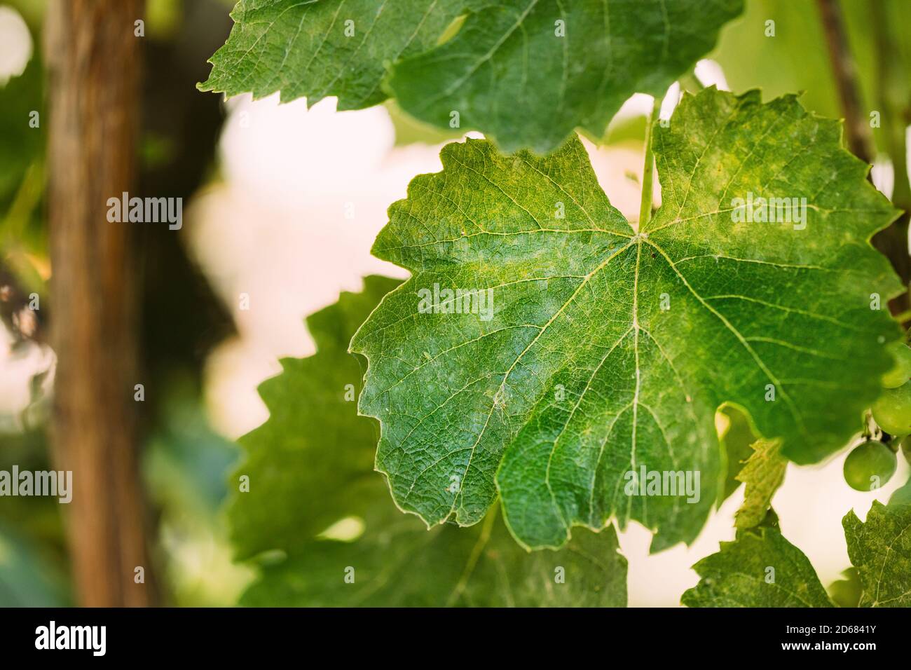 Moisissure poudreuse sur les feuilles de raisin. Maladie des plantes. Mauvaise récolte Banque D'Images