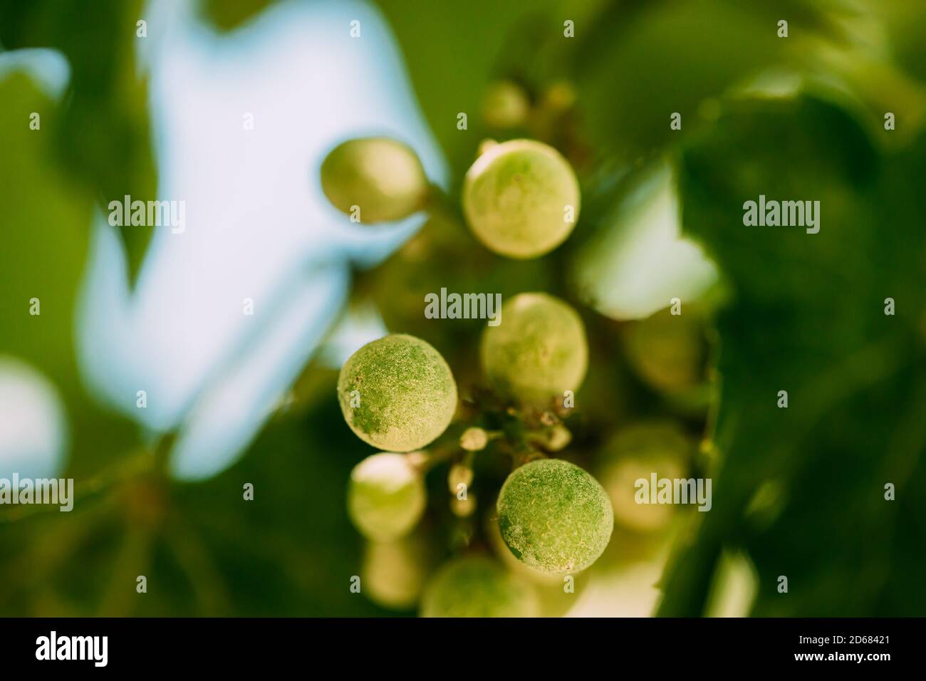 Oïdium sur les fruits et les feuilles de raisin. Maladie des plantes. Mauvaise récolte Banque D'Images