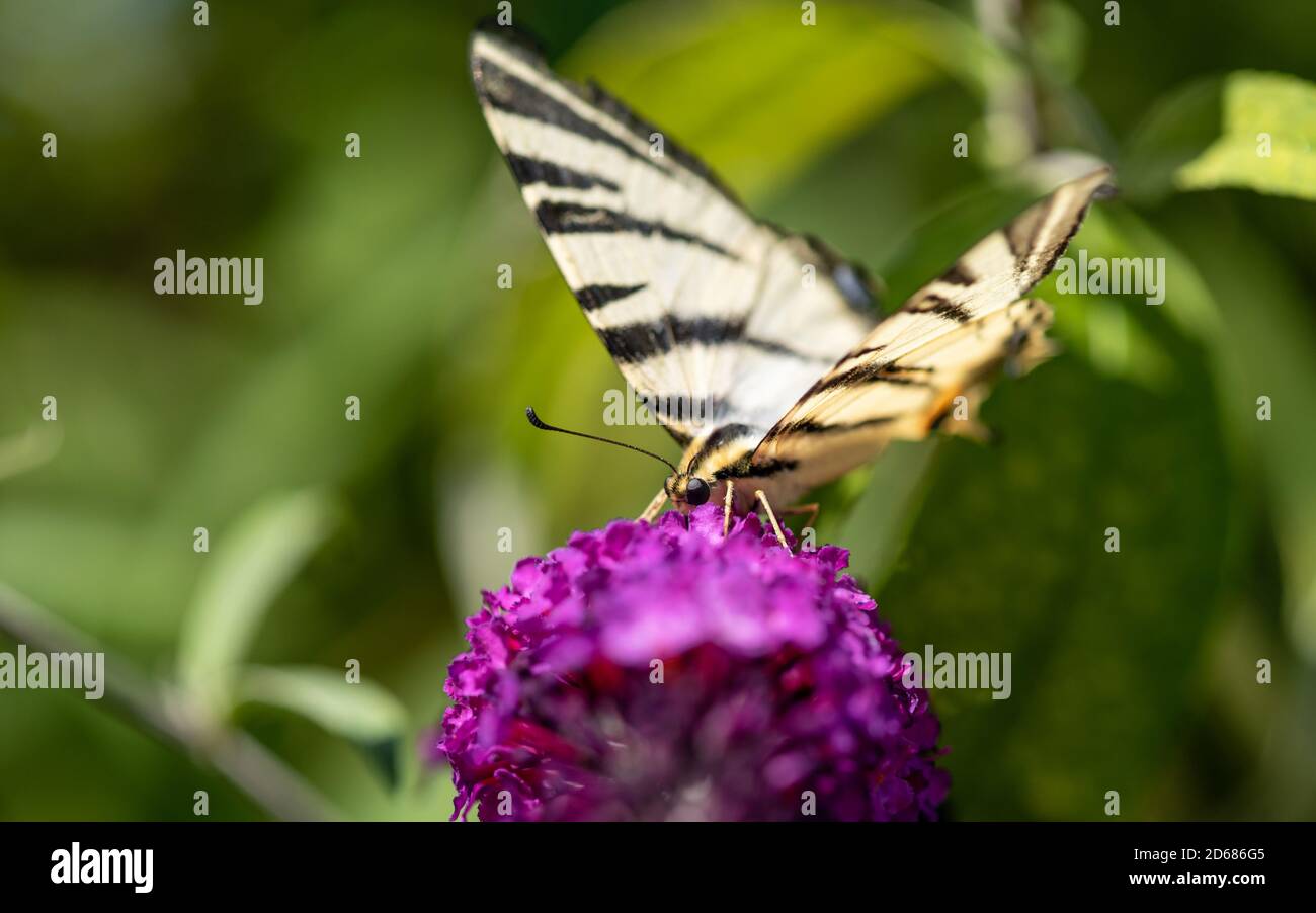 Le papillon à queue de cyprès du tigre du Canada rassemble le nectar sur une fleur pourpre. Banque D'Images