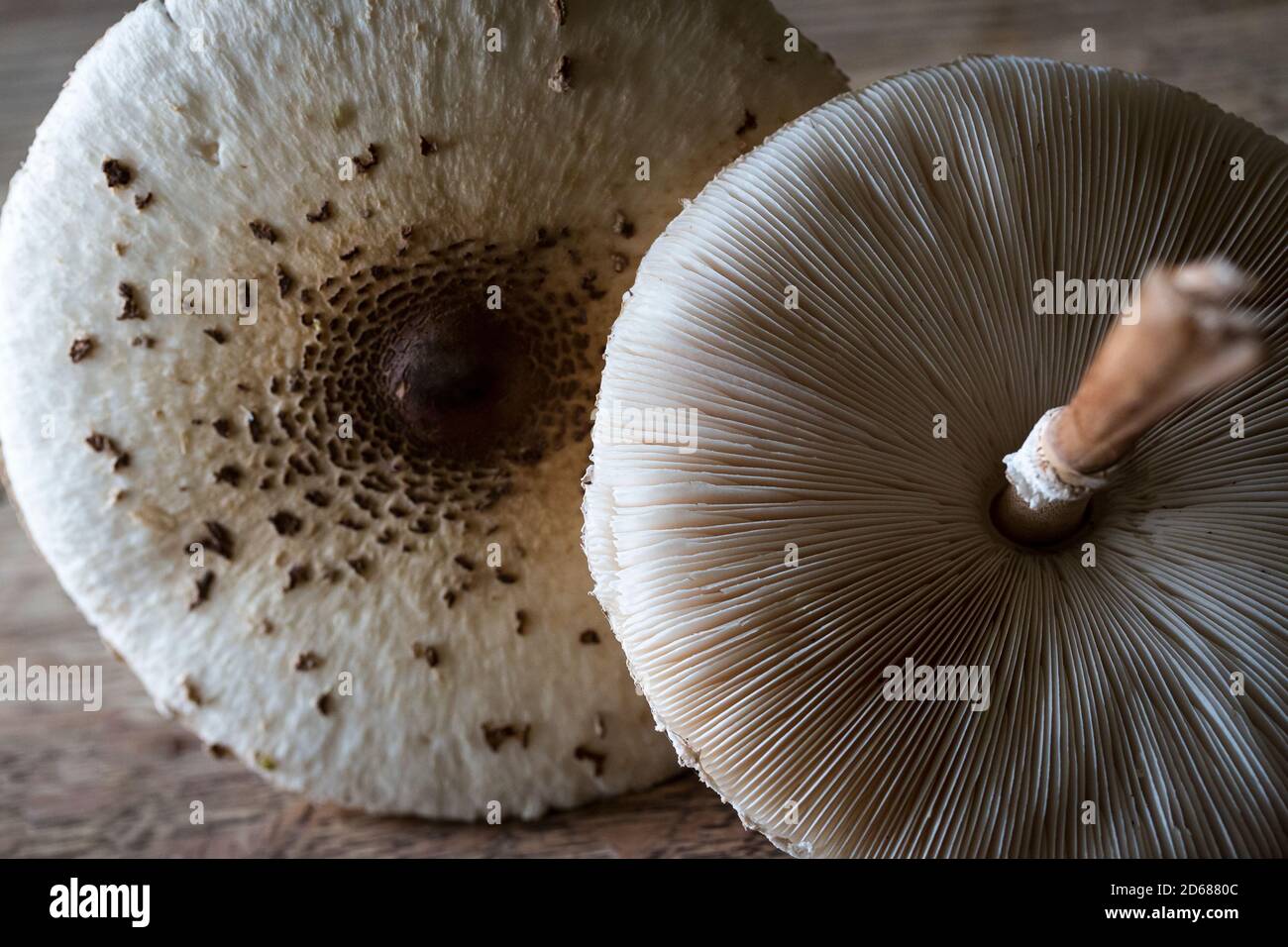 Champignons parasol comestibles (Macrolepiota procera) trouvés dans le Kent, Royaume-Uni Banque D'Images