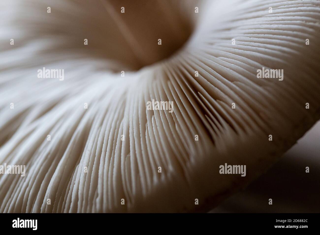 Champignons parasol comestibles (Macrolepiota procera) trouvés dans le Kent, Royaume-Uni Banque D'Images