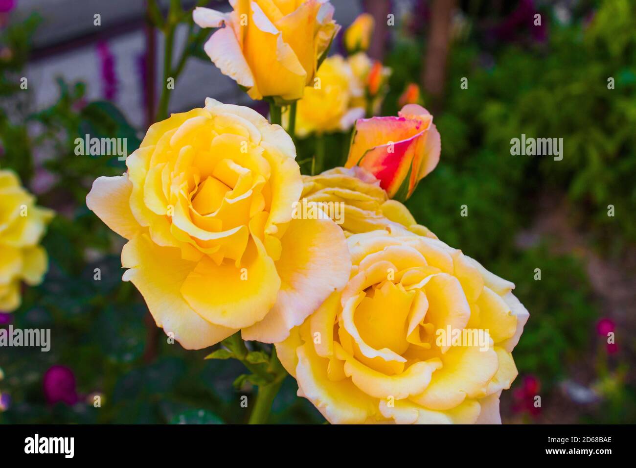 C'est une rose jaune dans le jardin Banque D'Images
