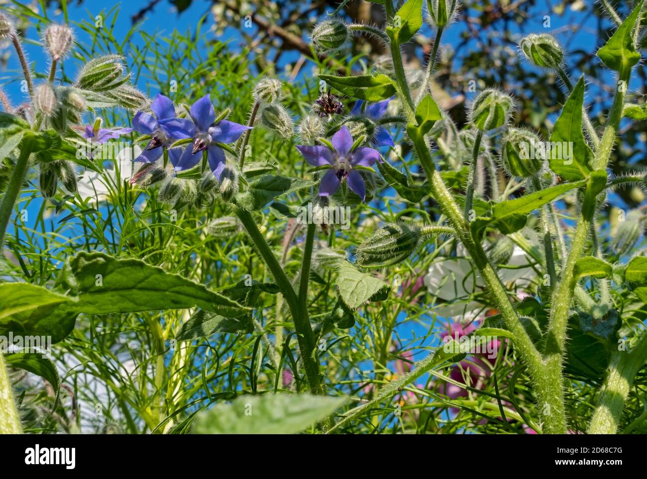 Gros plan de l'herbe de bourrache bleue (Borago officinalis) Fleur bourgeons fleurs plante herbacée en été Angleterre Royaume-Uni Royaume-Uni Grande-Bretagne Banque D'Images