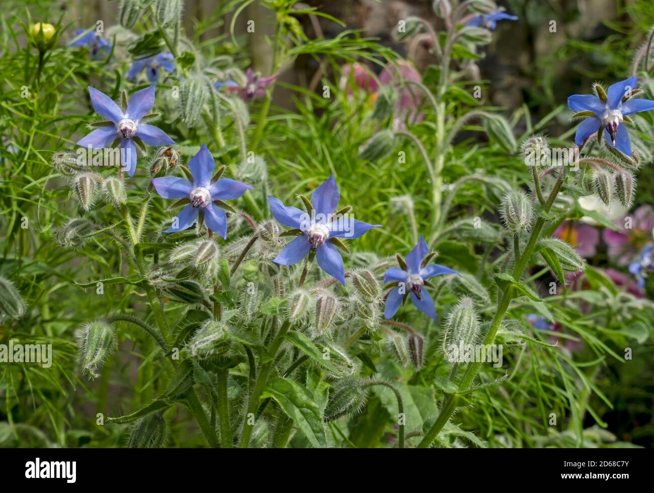 Gros plan de l'herbe de borage bleu d'étoiles comestible Borago officinalis boutons de fleurs plantes herbacées en été Angleterre GB Grande-Bretagne Banque D'Images