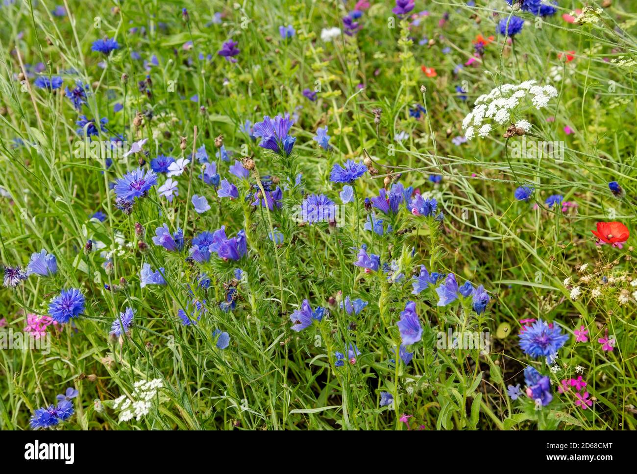 Gros plan de fleurs sauvages bleues fleurs sauvages fleurs sauvages bleues bleuets bleuets echium dans une frontière de jardin de chalet dans la prairie d'été Angleterre Royaume-Uni Grande-Bretagne Banque D'Images