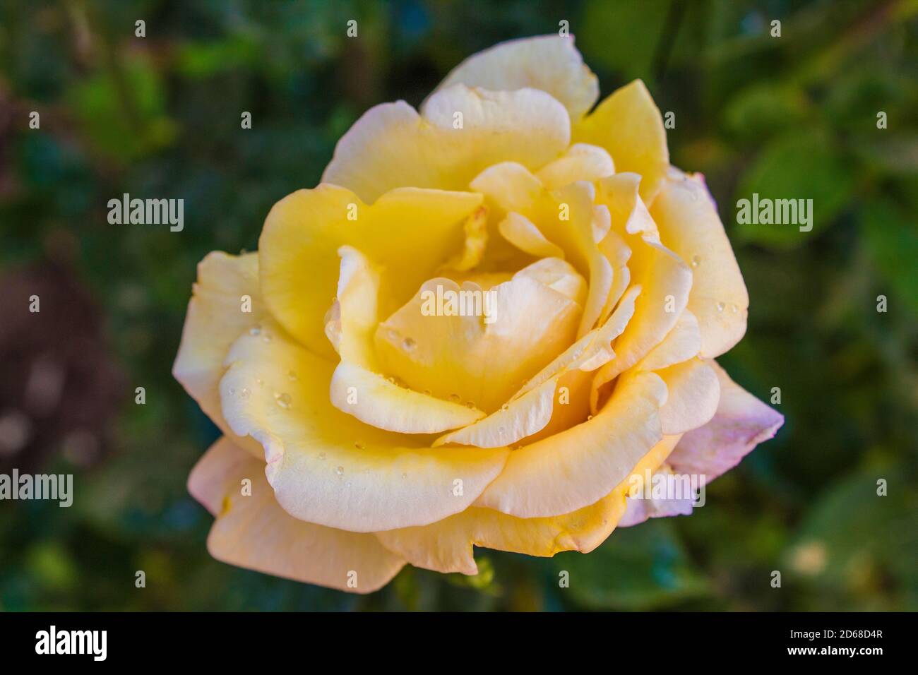 C'est une rose jaune dans le jardin Banque D'Images