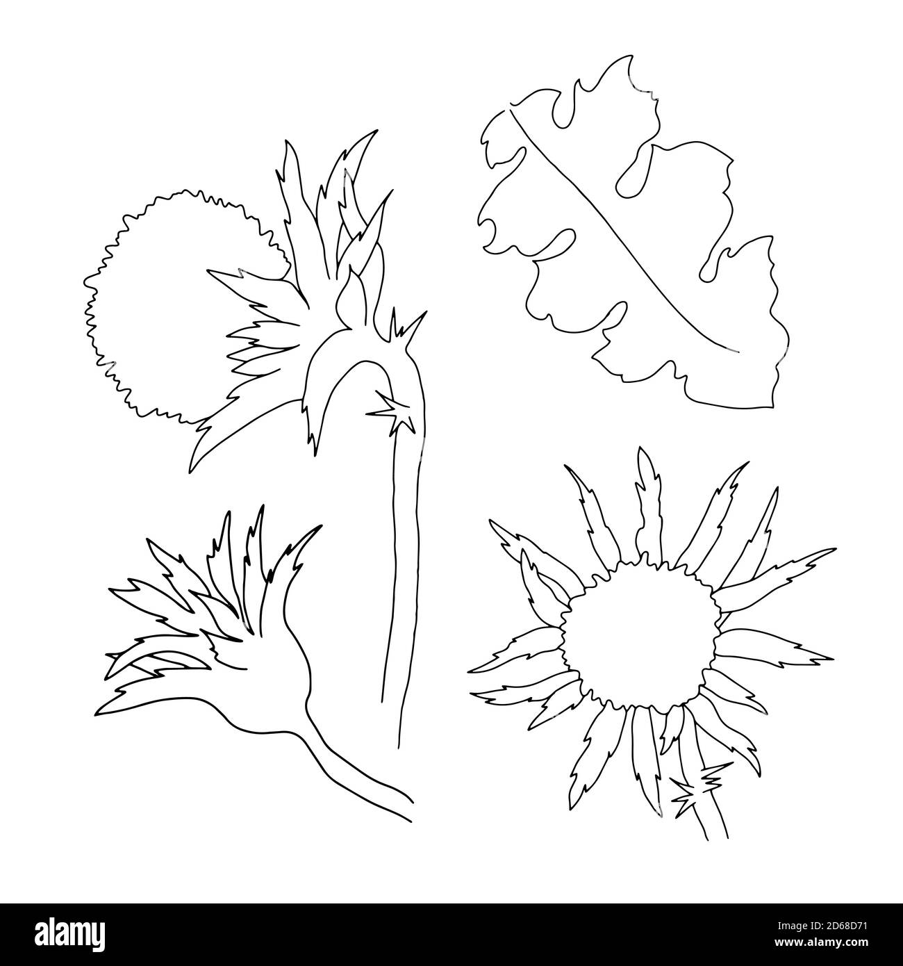 Chardon de lait fleurs sauvages et feuilles ensemble vecteur illustration du contour, simple image botanique dans le style dessiné à la main, symbole de l'Écosse Illustration de Vecteur