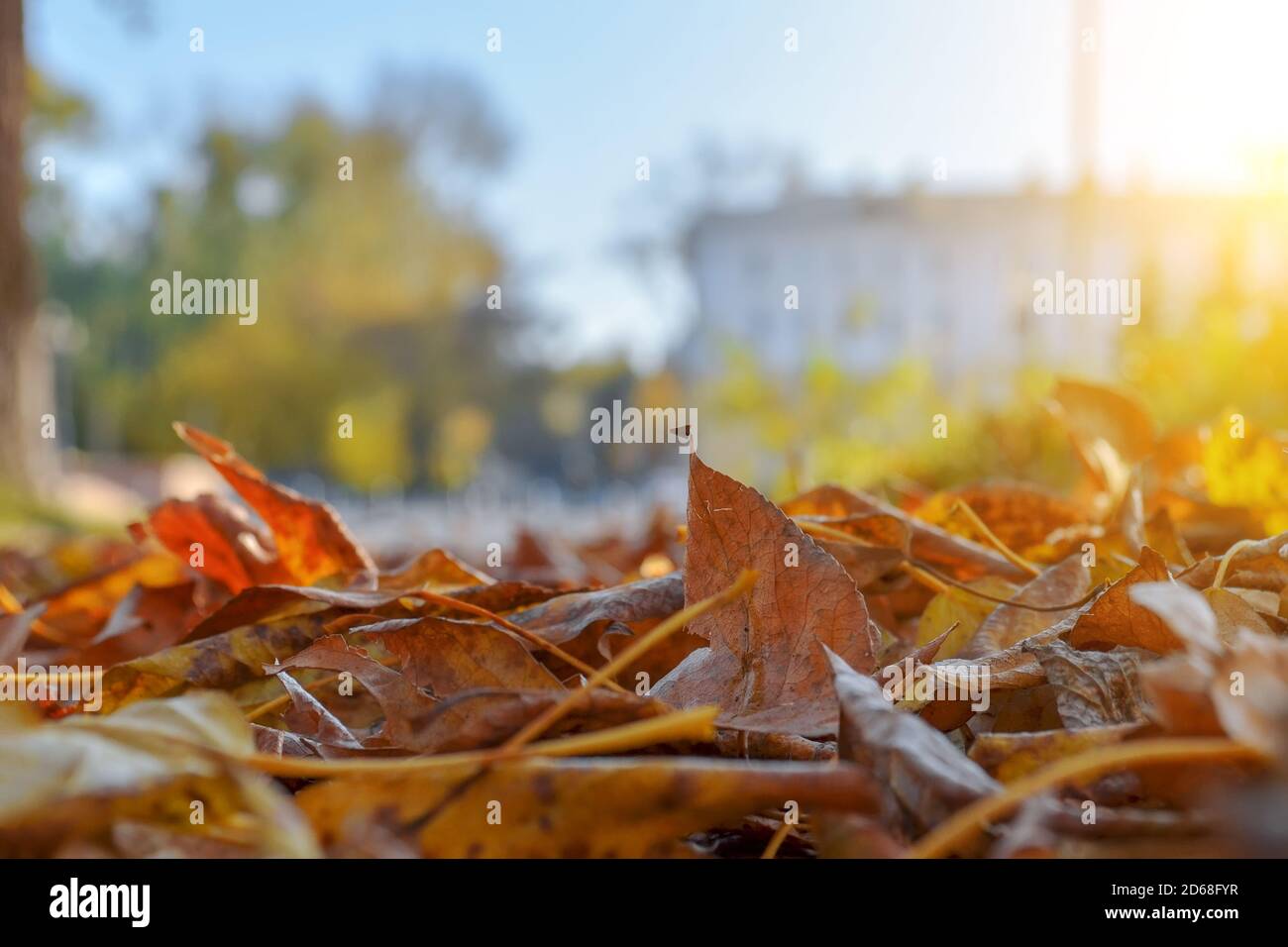 L'automne sec laisse sur une rue de ville avec un bas gros plan incliné Banque D'Images