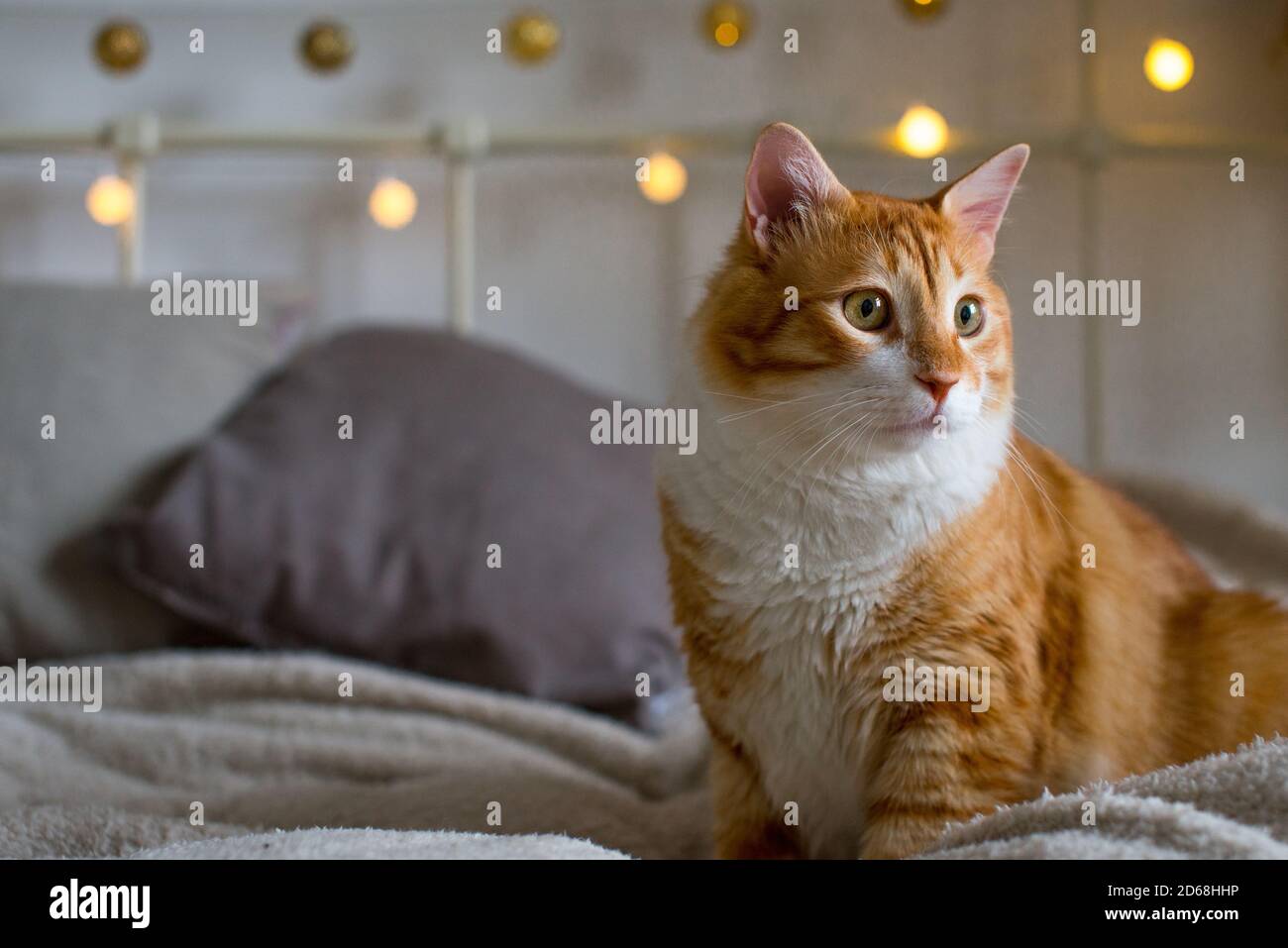 Un chat gros et gras au gingembre est assis sur une couverture blanche et douce sur le lit. Il y a des lumières bokeh en arrière-plan. Chambre confortable. Vue sur l'automne ou l'hiver. Banque D'Images
